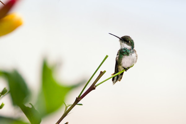 Hummingbird Property